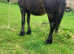 Cob colt