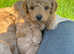Stunning litter of DNA hereditary clear puppies.
