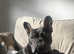18 month old male French bulldog.