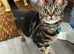 1 year old bengal girl