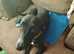 2 year old girl whippet read discription