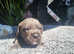 Stunning Cane Corso Puppies (champion bloodline)