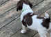 English springer spaniel puppies
