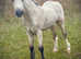 Who's for a big Dun Filly !!