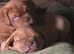 chunky female puppy  Dogue  de Bordeaux
