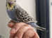 Tame baby budgie