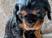 cavalier king Charles