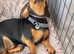 Dachshund looks forever home