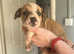 Staffordshire bull terrier pups ready