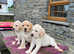 Beautiful health tested yellow Labrador puppies for sale
