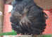 CHINESE OWL PIGEONS