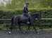 Super gelding for sale