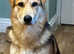 Saarloos Wolfdog 7 months