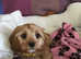 Cute cavapoo puppies