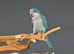 Baby Blue Quaker parrots,17