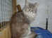 3 FULL MAINECOON KITTENS