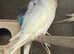 Budgies for sale