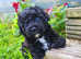 8 week old male cavapoo for sale