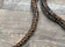 Dumeril's boa For sale