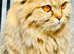 Scottich longhair breed