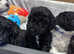 Cockapoo parti puppies