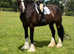 17.3/18h 12Yo Registered Shire Mare