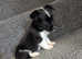 Miniature jack Russell puppies
