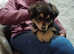 Crystal little girl pup 3 months old absolute beauty will be small adult