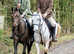 Mist 14.2hh cob gelding