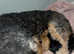 Gorgeous toy poodle cross puppies