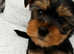 Pedigree Yorkshire terriers