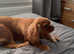 Ruby coloured cavalier female 9 months old