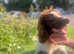Sprocker spaniels