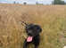 Female cane corso