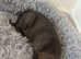 1 BULLY GIRL LEFT ASAP
