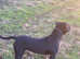 Cane corso cross staff puppy 6 months old female jabs up to date fleed and wormed