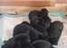 Beautiful chunky rottweiler puppies