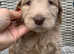 Australian Labradoodle