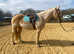 Palomino reg AQH gelding full up 15.2hh