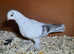 Small breed pigeons for sale