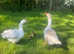 Goose family with three Goslings