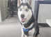 Siberian Husky Needs new Home