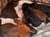 Beautiful Jackpoo puppies