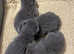 GORGEOUS, HEALTH TESTED PARENTS, BLUE, BSH KITTENS