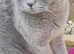 British Shorthair ACTIVE Queen