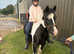 Amazing and beautiful cob mare