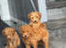 Red miniature poodle