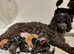 KC registered, DNA/health tested, champions bloodline, 2 black Miniature Poodle boys