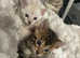 **Tica Luxury Pure Bengal Pedigree Cubs Ready ***
