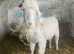 ANGORA BILLY GOAT NEEDS NEW HOME